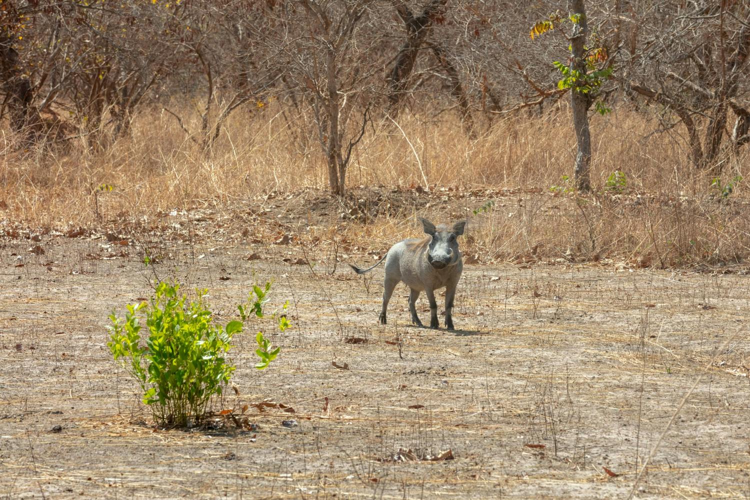 The-Gambia_Banjul_Fathala-Wildlife-Reserve_05.jpg