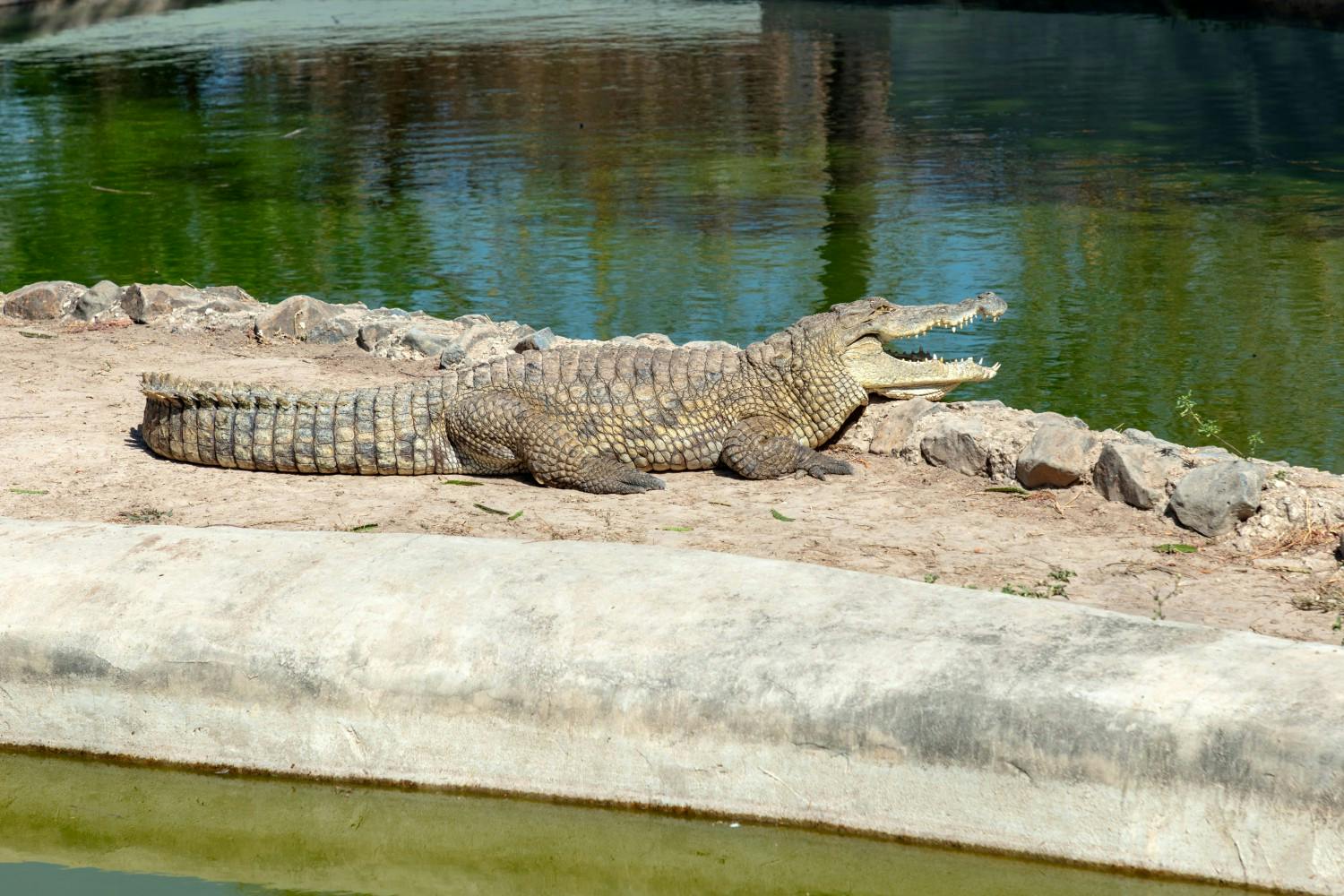 The-Gambia_Banjul_Fathala-Wildlife-Reserve_18.jpg