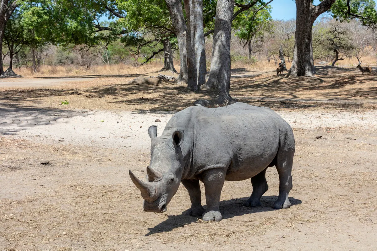 The-Gambia_Banjul_Fathala-Wildlife-Reserve_23.jpg
