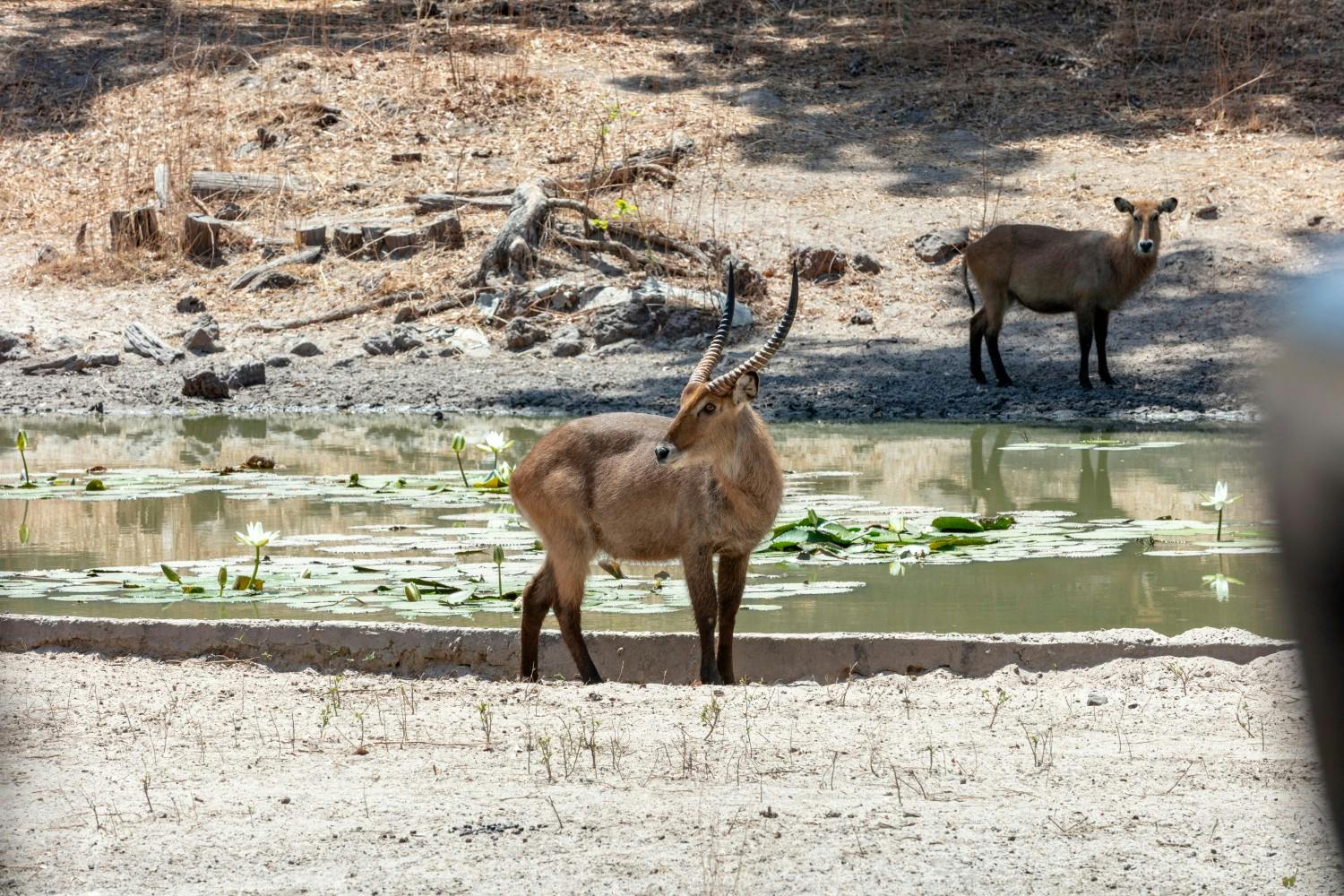 The-Gambia_Banjul_Fathala-Wildlife-Reserve_24.jpg
