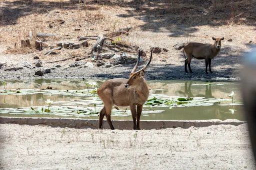 The-Gambia_Banjul_Fathala-Wildlife-Reserve_24.jpg