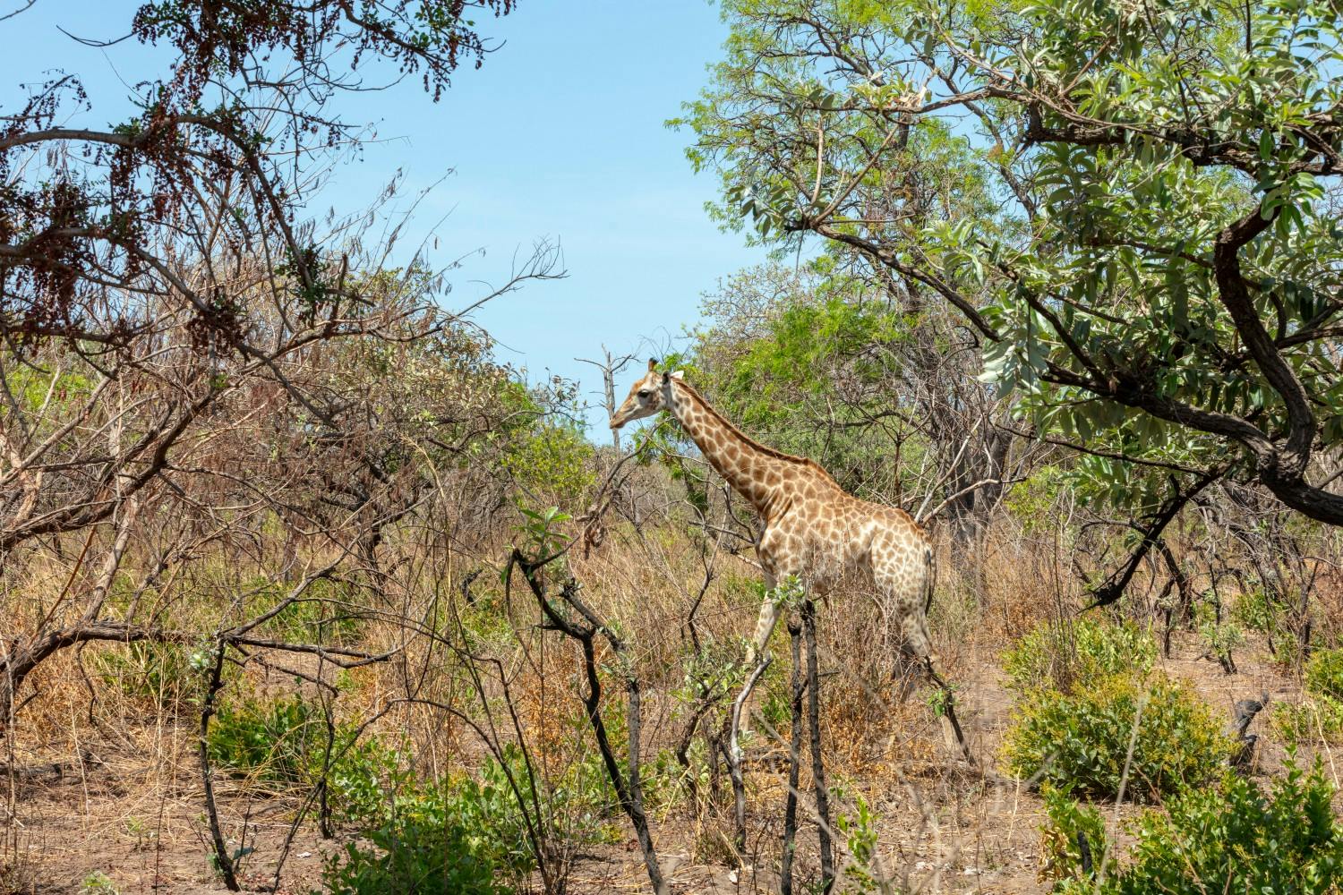 The-Gambia_Banjul_Fathala-Wildlife-Reserve_25.jpg