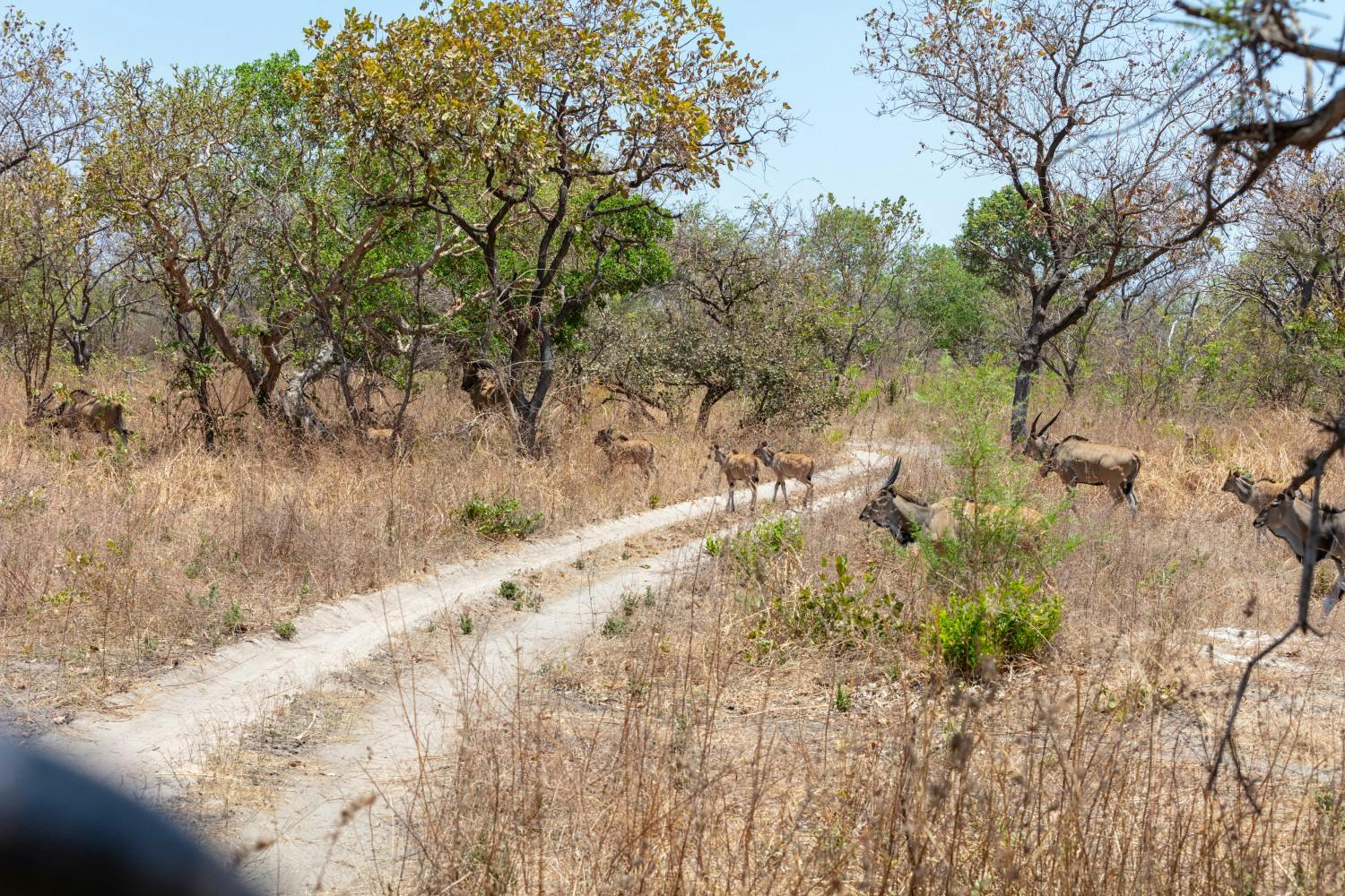 The-Gambia_Banjul_Fathala-Wildlife-Reserve_29.jpg