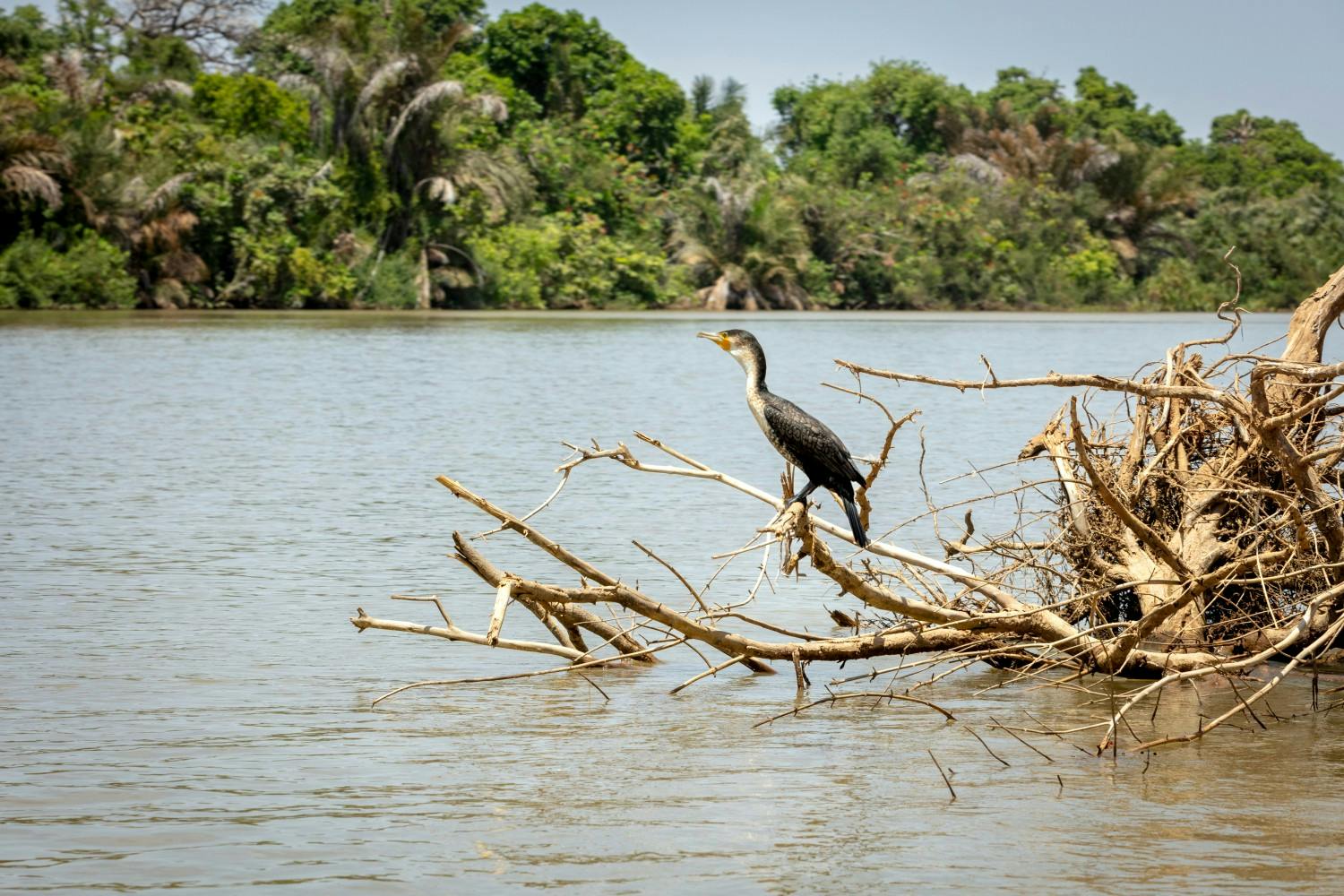 The Gambia_Banjul_River Gambia_01.jpg
