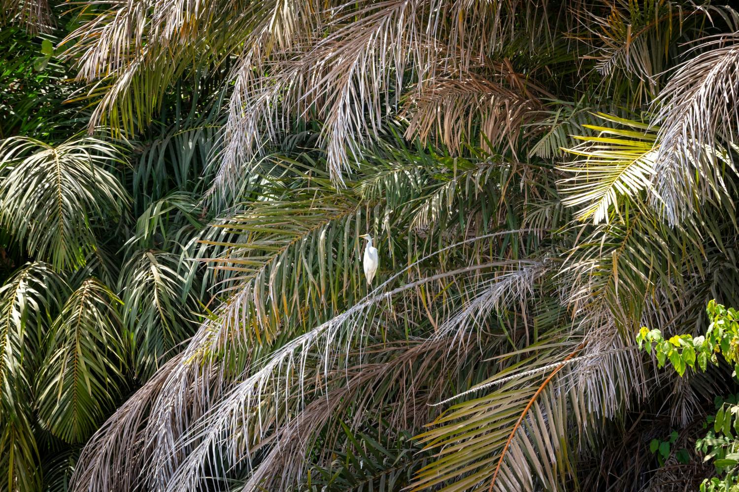 The Gambia_Banjul_River Gambia_03.jpg