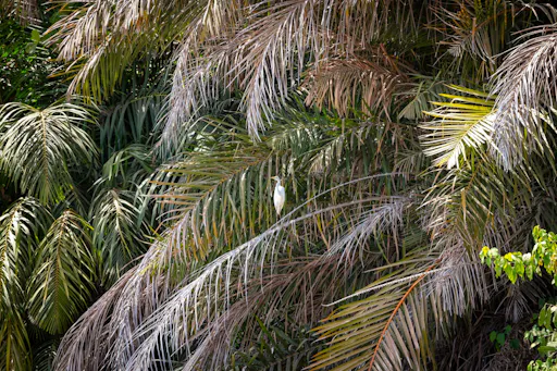 The Gambia_Banjul_River Gambia_03.jpg