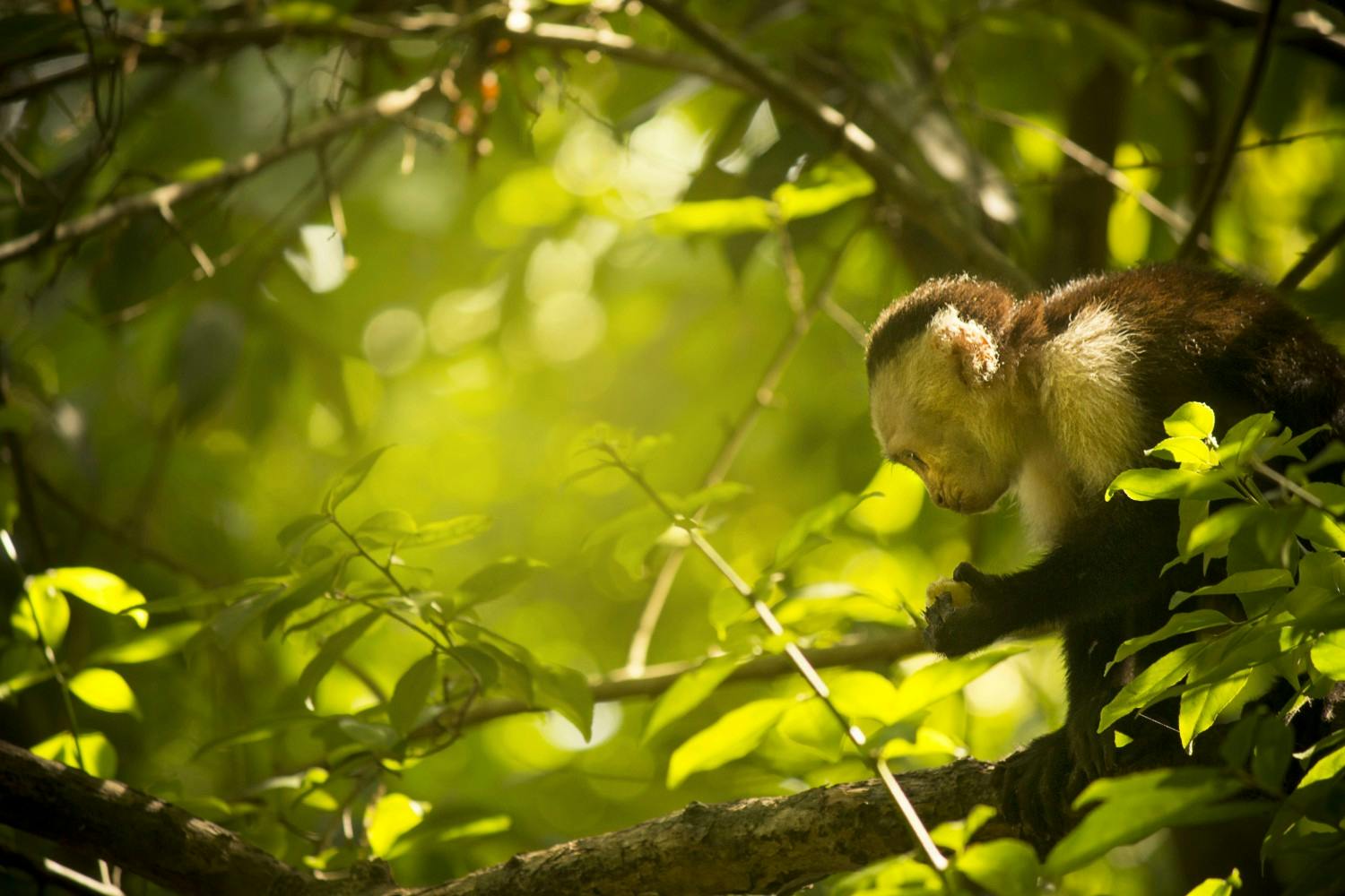 EGC_Roger_Perez_Costa_Rica_Nature_and_Wildlife_18.jpg