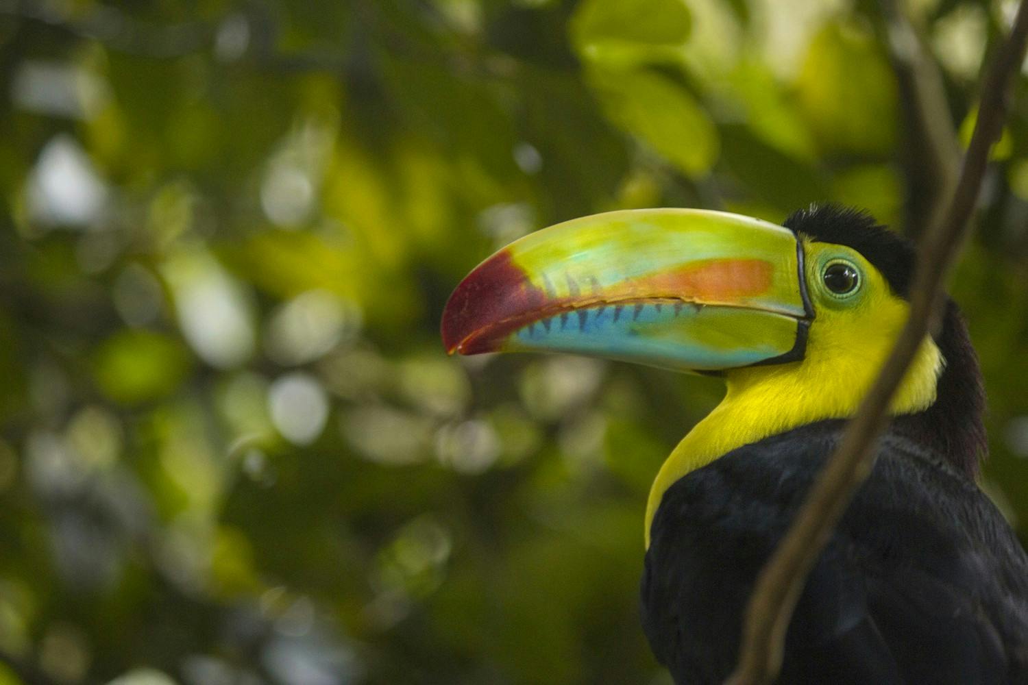 EGC_Roger_Perez_Costa_Rica_Nature_and_Wildlife_89#01.JPG