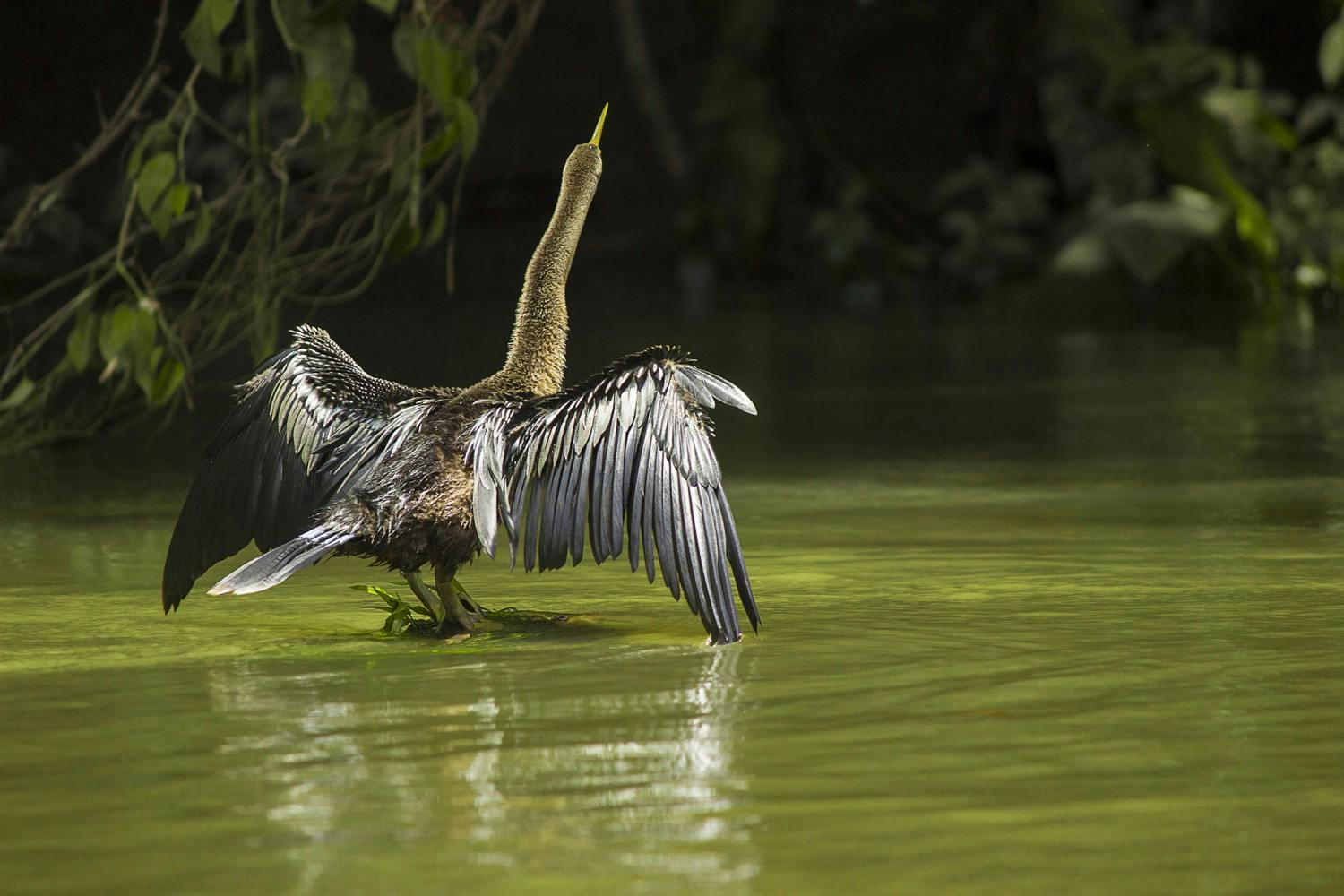 EGC_Roger_Perez_Costa_Rica_Nature_and_Wildlife_63.jpg