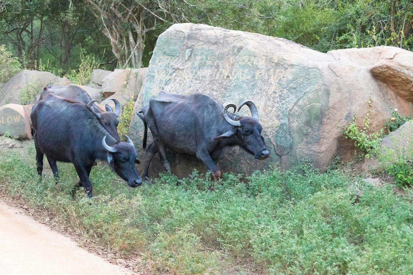 Bokun_1317624_12.jpg